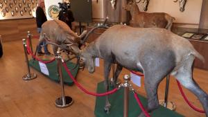 30.04.2026. - Gojković i Juhas posetili Muzej Lovačkog saveza Vojvodine